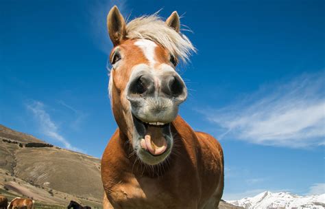 funny pics of horses|Funny Horses Pictures, Images and Stock Photos